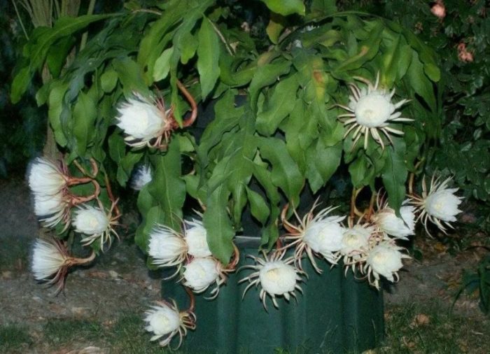 Епифилум оксипеталум