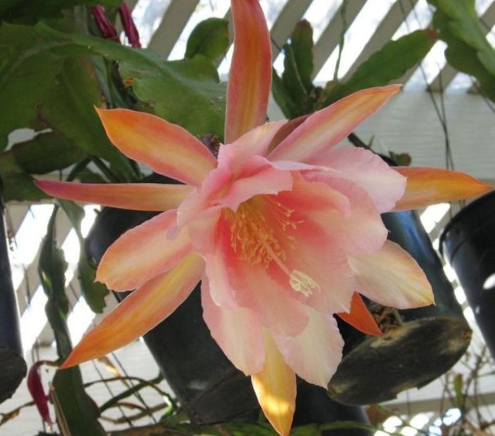 Епифилум Пол дьо Лонпре