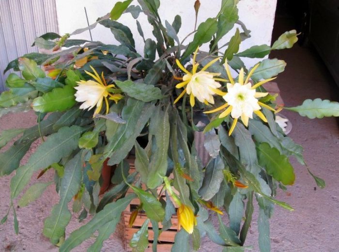 Назъбен епифилум