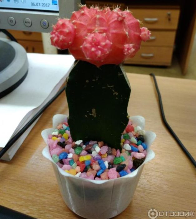 Полезен кактус