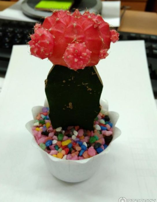 Красиво и полезно бебе