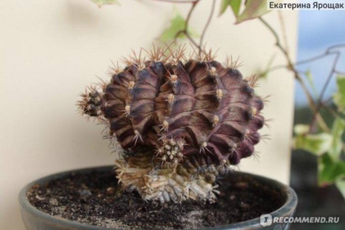 Червен кактус