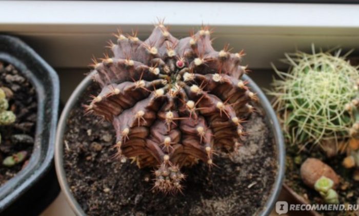 Нецъфтящ кактус