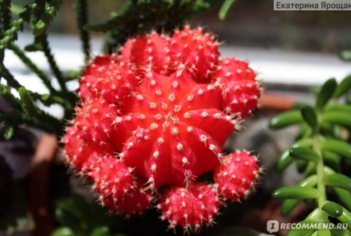 Червен гимнокалициум