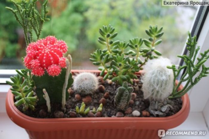 Състав на сукуленти