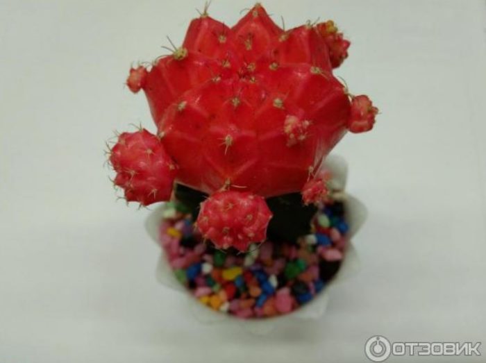 Червен кактус