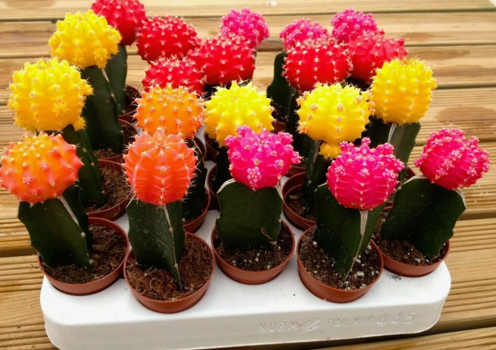 Японски гимнокалициум