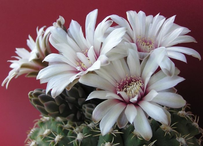 Звезден гимнокалициум