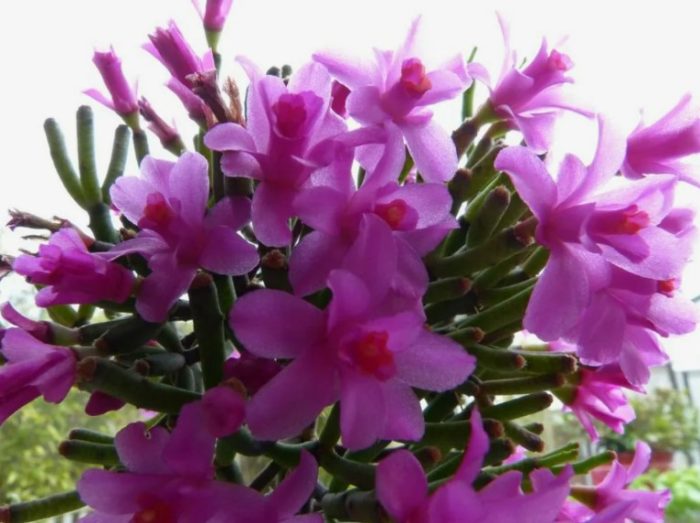 Хатиора Хермина