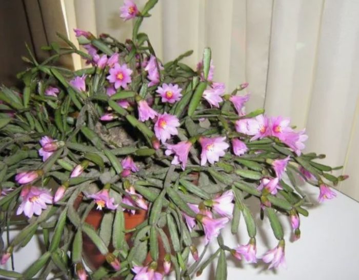 Хатиора розеа