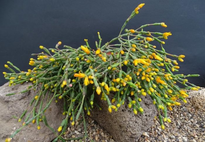 Хатиора саликорния