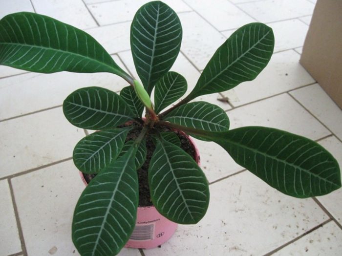 Млечка с бели жилки