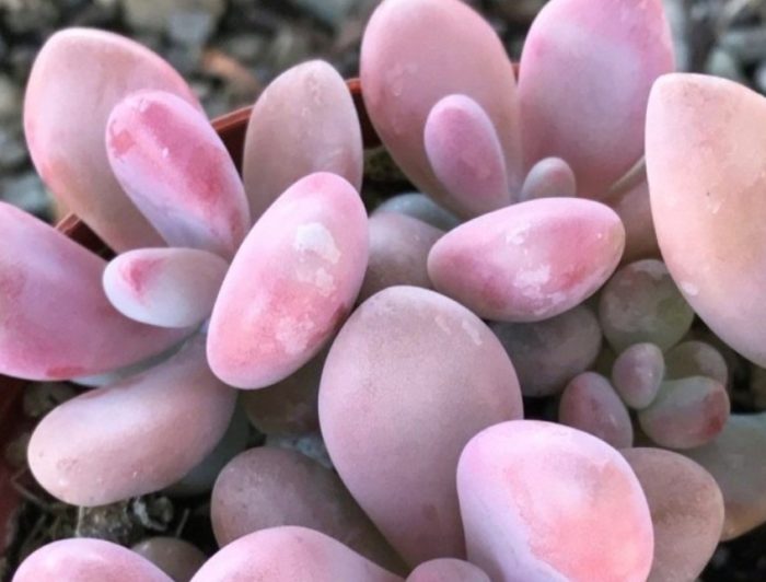 Яйценосна рубра