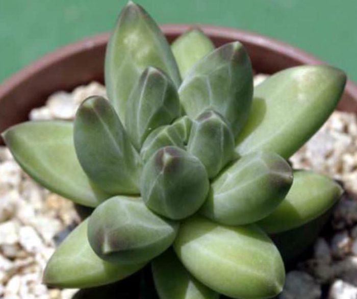 Пахифитум компактум