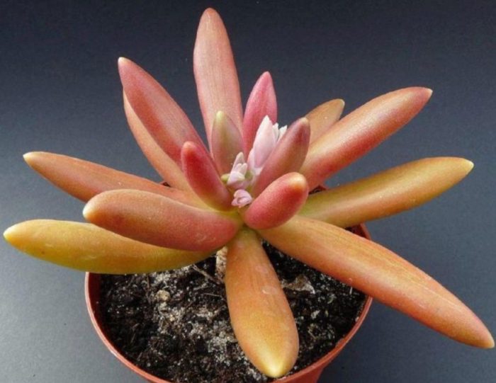 Лилав пахифитум