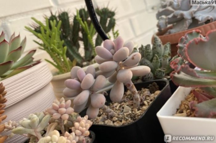 Пахифитум Рубра