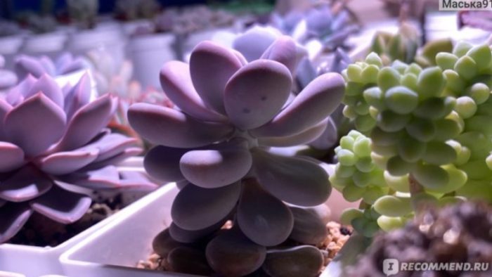 Сукуленти пахифитум