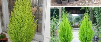 Туя в саксии