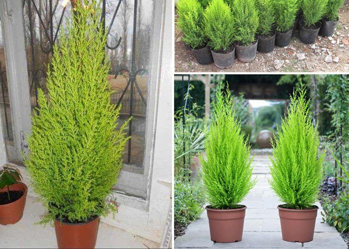 Туя в саксии