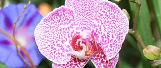 Грижа за орхидеи