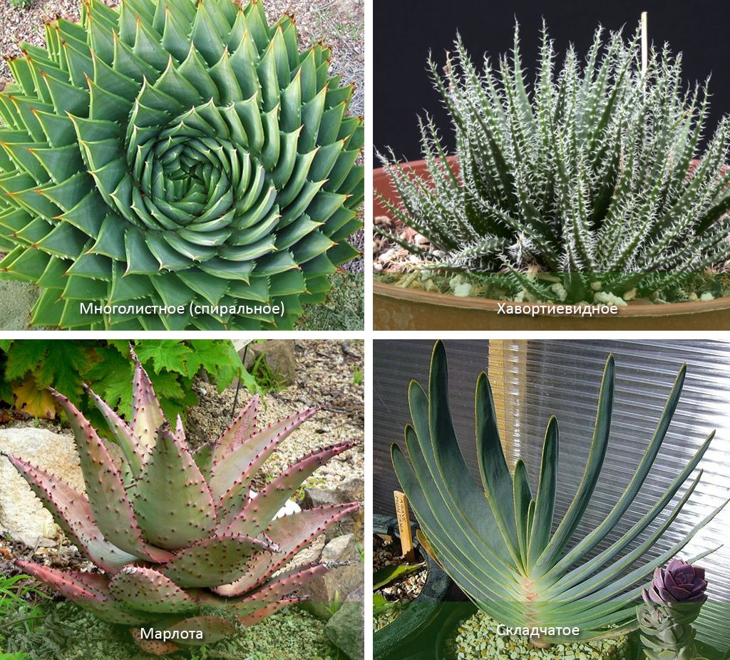 Спирала и други видове алое Видове алое