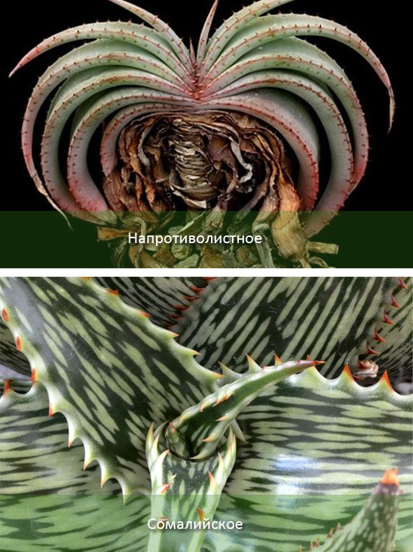 Сомалийски и противоположен Видове домашна медицина