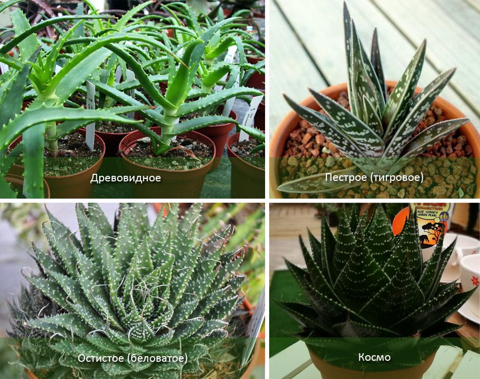 Дървесни и други видове Сортове алое