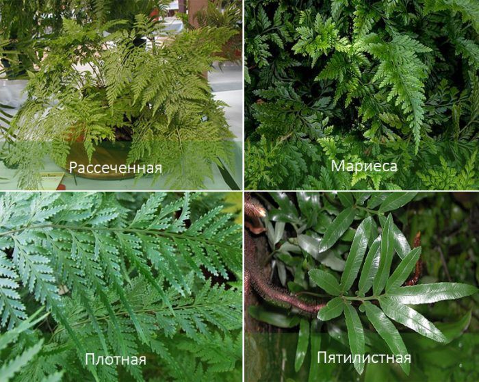 Популярни видове давалия Видове Давалия