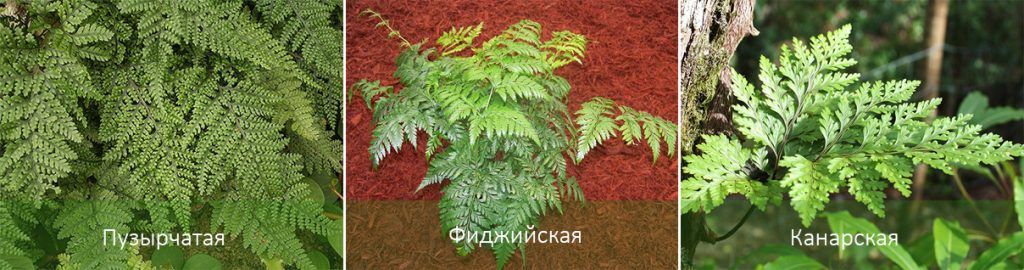 Популярни видове давалия Видове Давалия