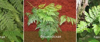 Видове Давалия