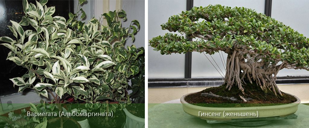 Пъстри и бонсай разновидности на Ficus microcarpa Сортове Ficus microcarpa