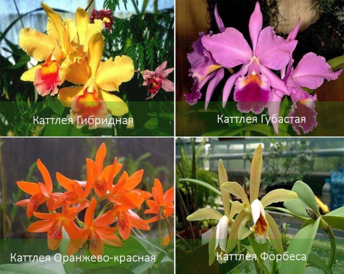 Видове орхидеи Катлея