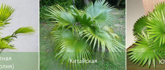 Видове Ливистона