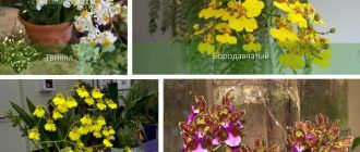 Видове орхидеи Oncidium