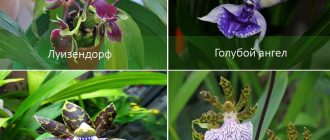 Видове орхидеи Zygopetalum
