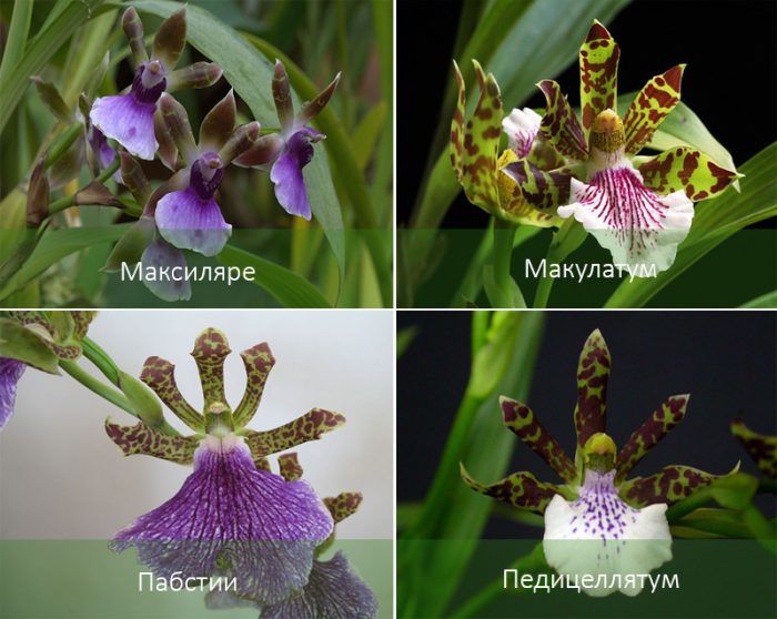 Популярни видове орхидеи Zygopetalum Видове орхидеи Zygopetalum