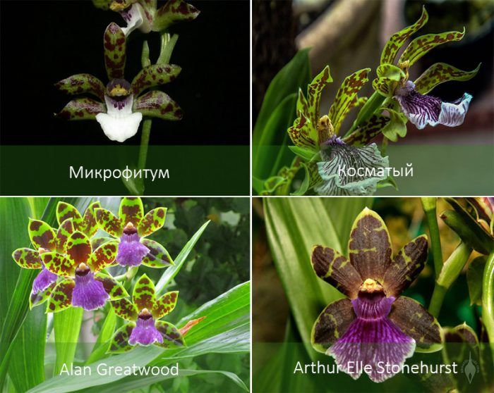 Популярни видове орхидеи Zygopetalum Видове орхидеи Zygopetalum