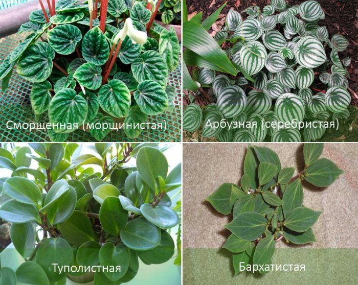 Видове пеперомия