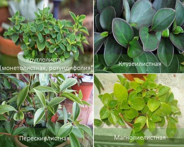 Видове пеперомия