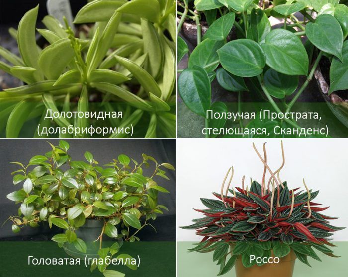 Видове пеперомия