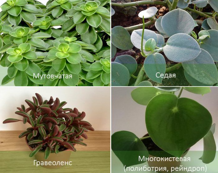 Видове пеперомия