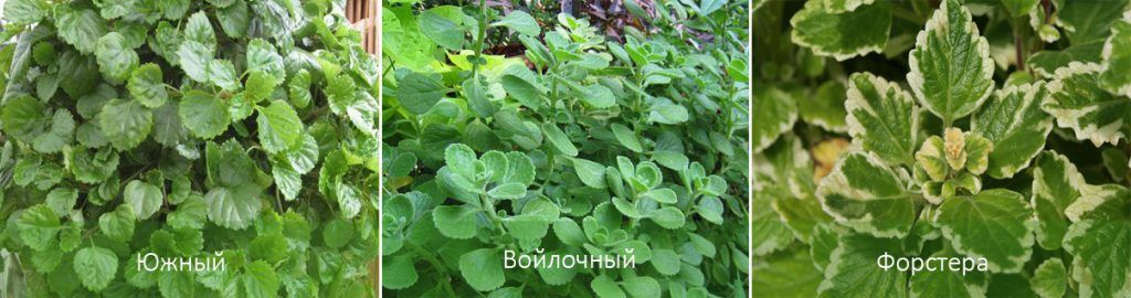 Видове плектрантус