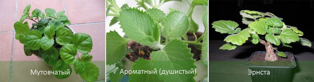 Видове плектрантус