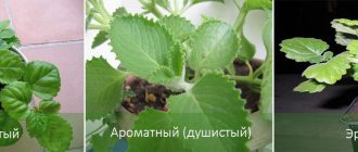 Видове плектрантус