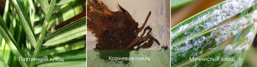 Вредители по Ливистона