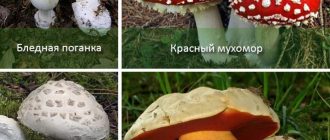 Отровни гъби