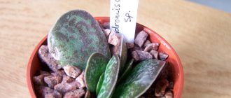 Снимка на Адромишус