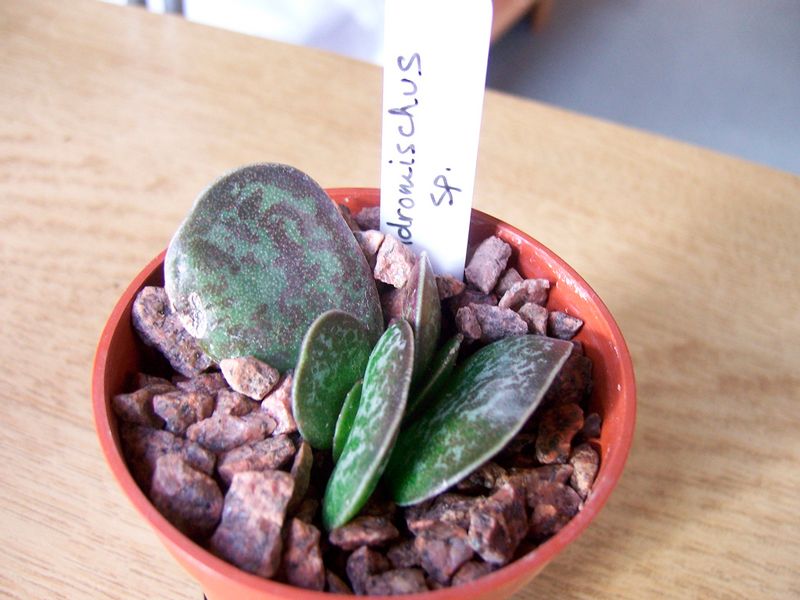 Адромишус в саксия Снимка на Адромишус