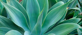 Агаве Фотография