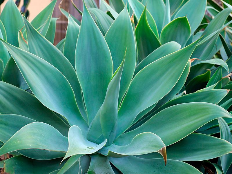 Стайно растение - Агаве Агаве Фотография